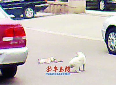 太阳成官网:中国林科院木材所牵头成立6个国家创新联盟(图2) 太阳成集团tyc