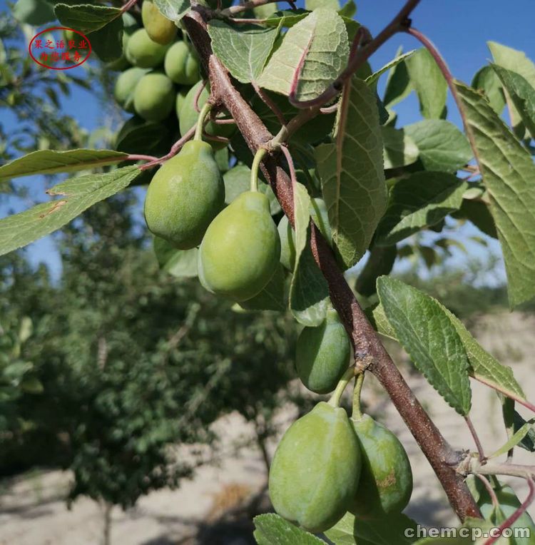 传统家具专委会年会在广东台山召开_太阳成集团tyc(图3) 太阳成官网