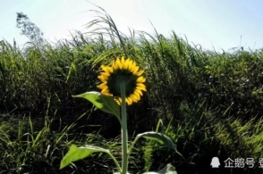 “太阳成官网”住房租赁登记备案 线上线下都能办(图4) 太阳成集团tyc