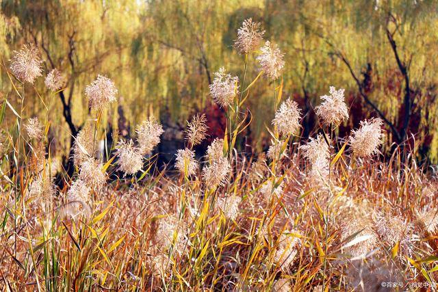 LPL选手身价表 厂长位居第二让人意外‘太阳集团tyc’(图3) 太阳成官网