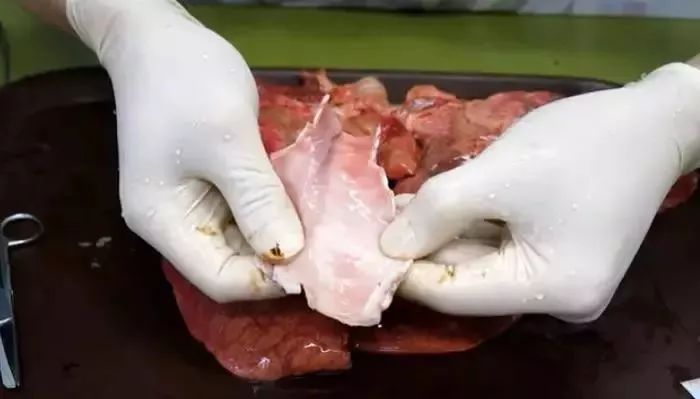 从活人后背割下皮肤,并在上面作画!冷门cult影戏推荐。“太阳成官网”(图1) 太阳成官网