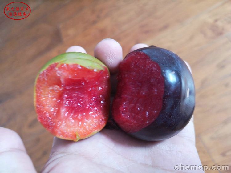 进口原木让利促销菠萝格价格下跌100元/立方米:太阳集团tyc(图1) 太阳集团tyc