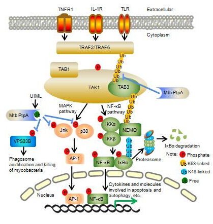 ‘太阳成官网’《优化营商环境条例》明年起施行 最大限度减少政府对市场资源的直接配置(图1) 太阳成集团tyc