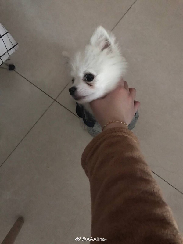 【太阳集团tyc】科隆游戏展:黑鲨联合Gameloft举办《狂野飙车》系列赛冠军诞生(图3) 太阳成官网