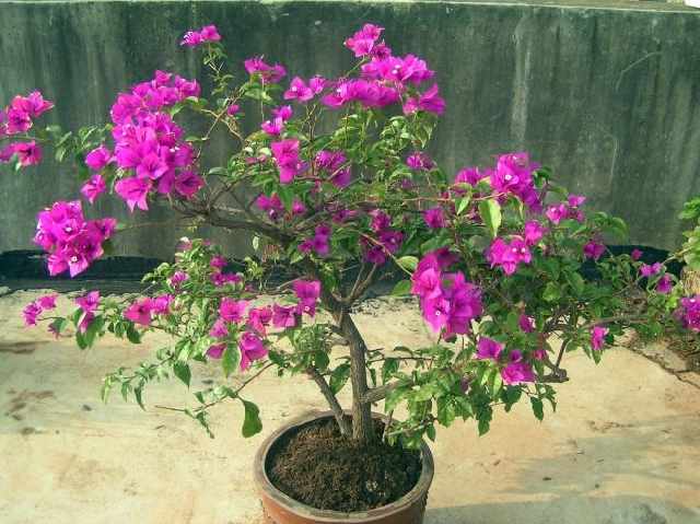 融创45.5亿港元场外购入佳兆业逾49%股权-太阳集团tyc(图1) 太阳集团tyc