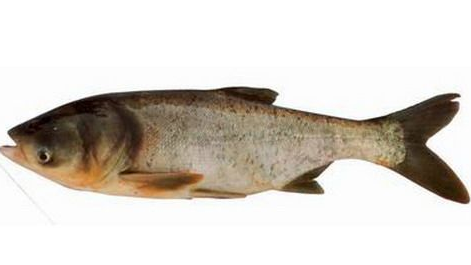 太阳集团tyc-WES全国(邀请)赛 圣火将在申城点燃(图2) 太阳集团tyc