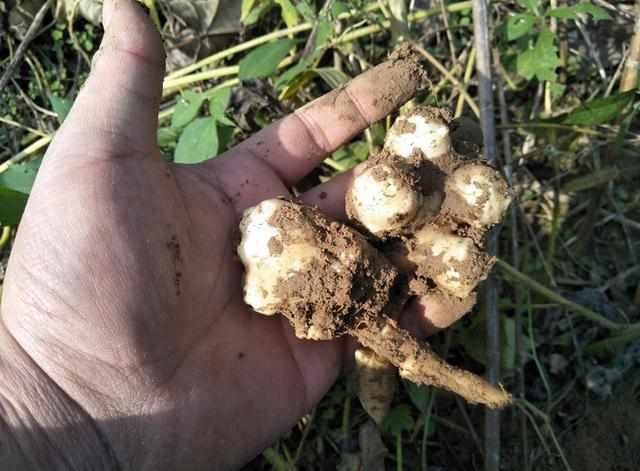 太阳集团tyc:2019年加蓬木业展开幕(图2) 太阳成集团tyc